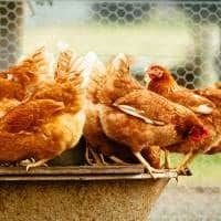 Poultry Grain Mix Eggs 4 Sure 20kg