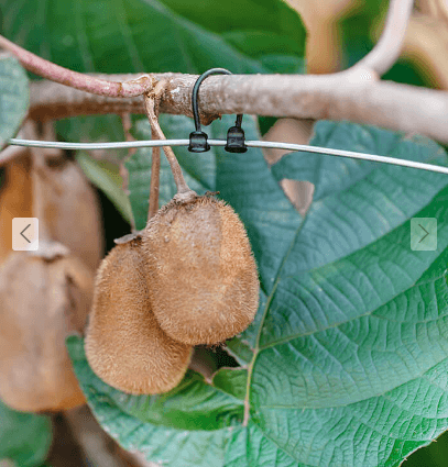 Kiwi-Lok Horticulture Vine Clips 20pk