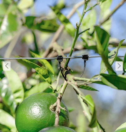 Trellis Clip Horticulture Vine 20pk