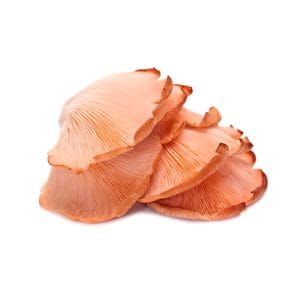 Mushroom - Oyster Pink