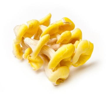Mushroom - Oyster Yellow