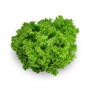 Lettuce - Coral Green