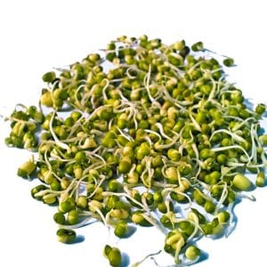 Sprouts - Mungbean