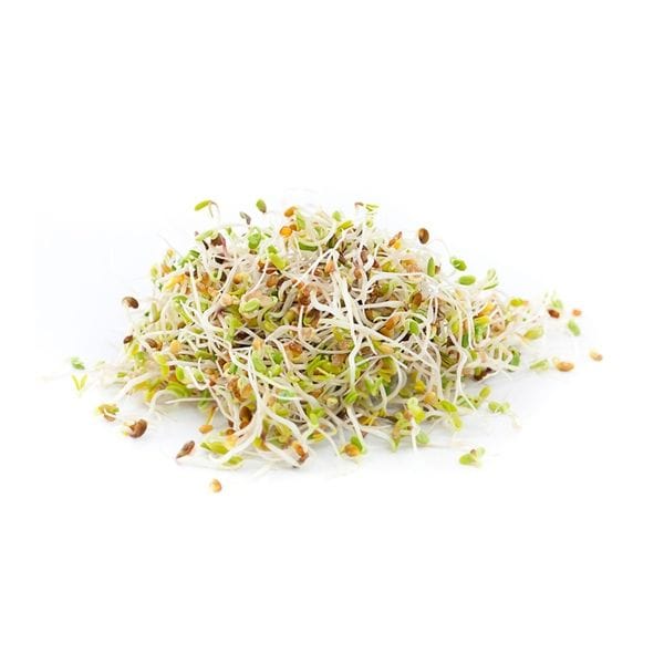 Alfalfa - Sprouts