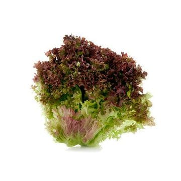 Lettuce - Coral Red