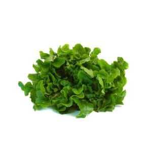 Lettuce - Green Oak