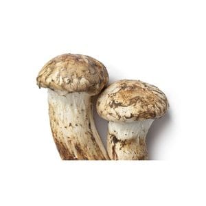 Mushroom - Pine