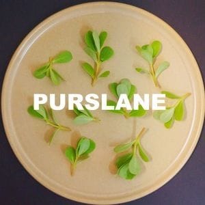 Purslane