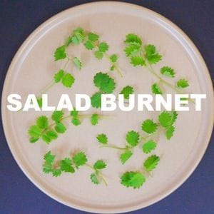 Salad Burnett