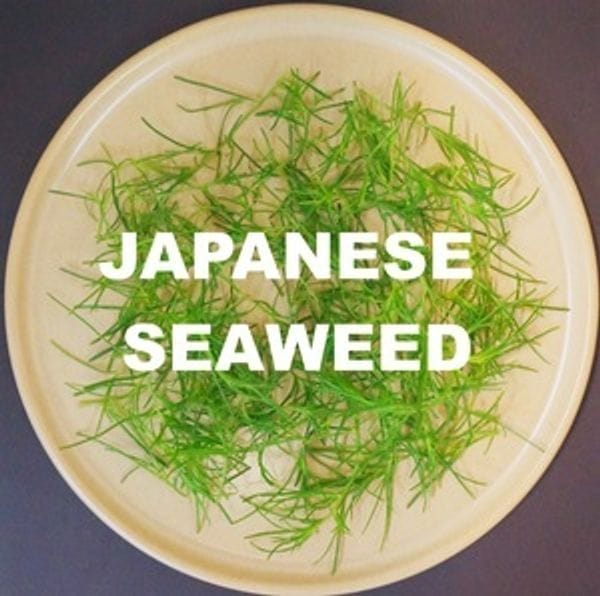 Japanese Land Seaweed