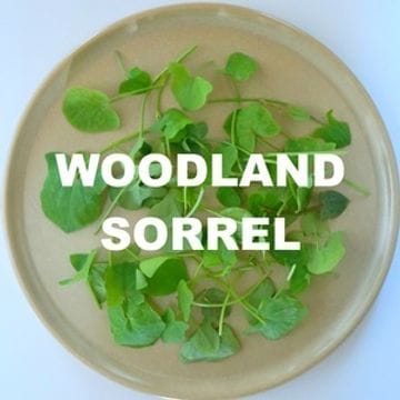 Woodland Sorrel