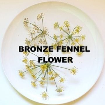 Bronze Fennel