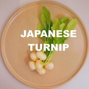 Japanese Turnip