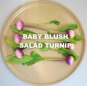 Blush Turnip