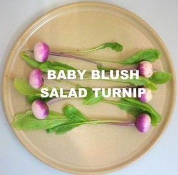 Blush Turnip