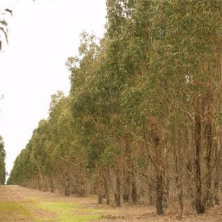 Beef Machine Tree Farm in Esperance Western Australia