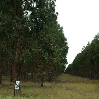 Beef Machine Tree Farm in Esperance Western Australia