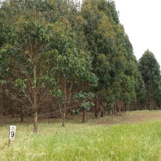 Beef Machine Tree Farm in Esperance Western Australia