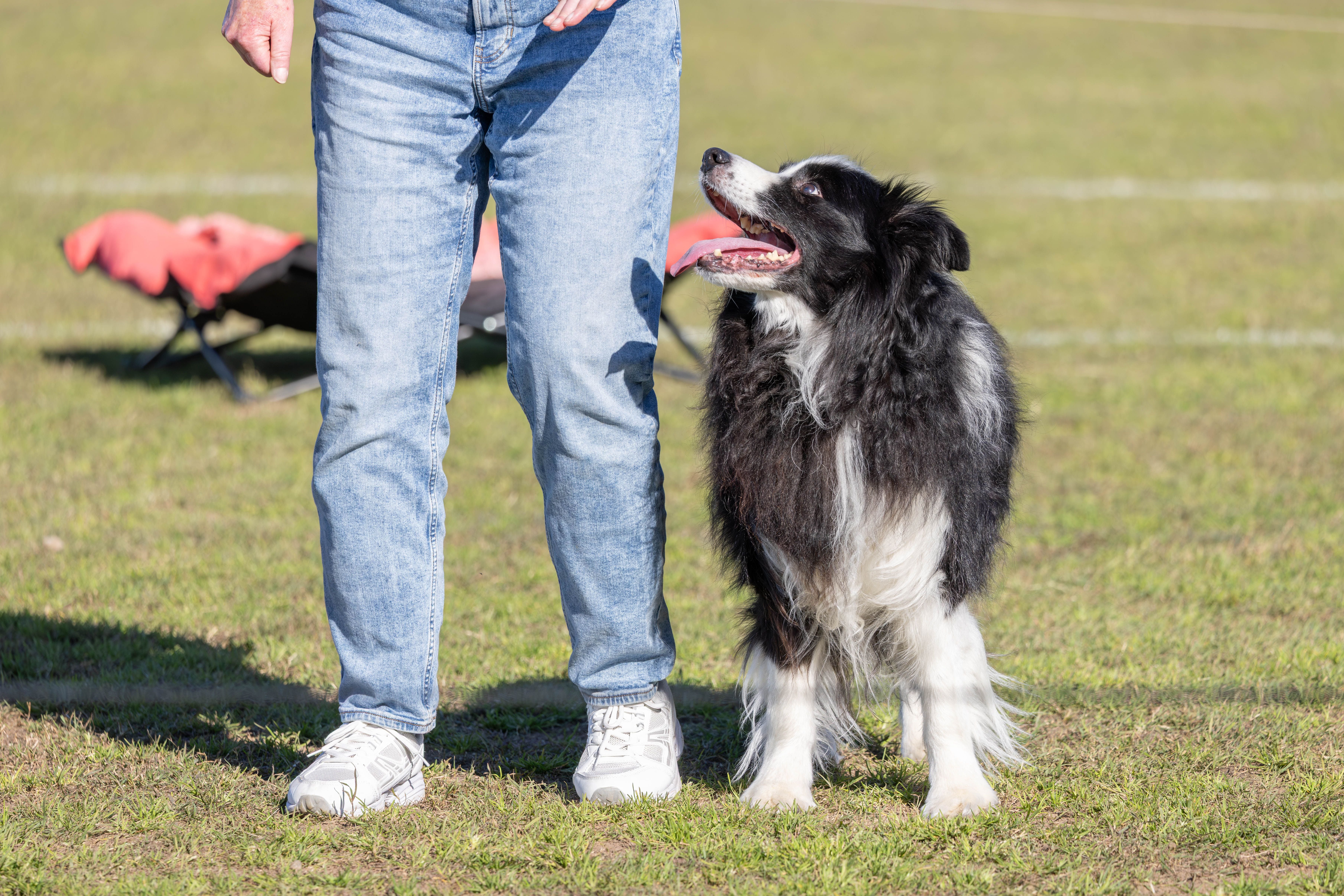 Continuing Education - Smart Paws Continuing Education - Smart Paws