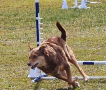 Dog Agility Classes