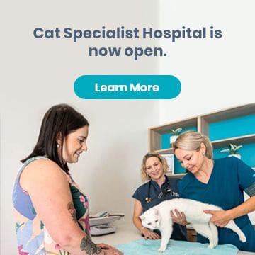 Cat Specialist Hospital is now open.