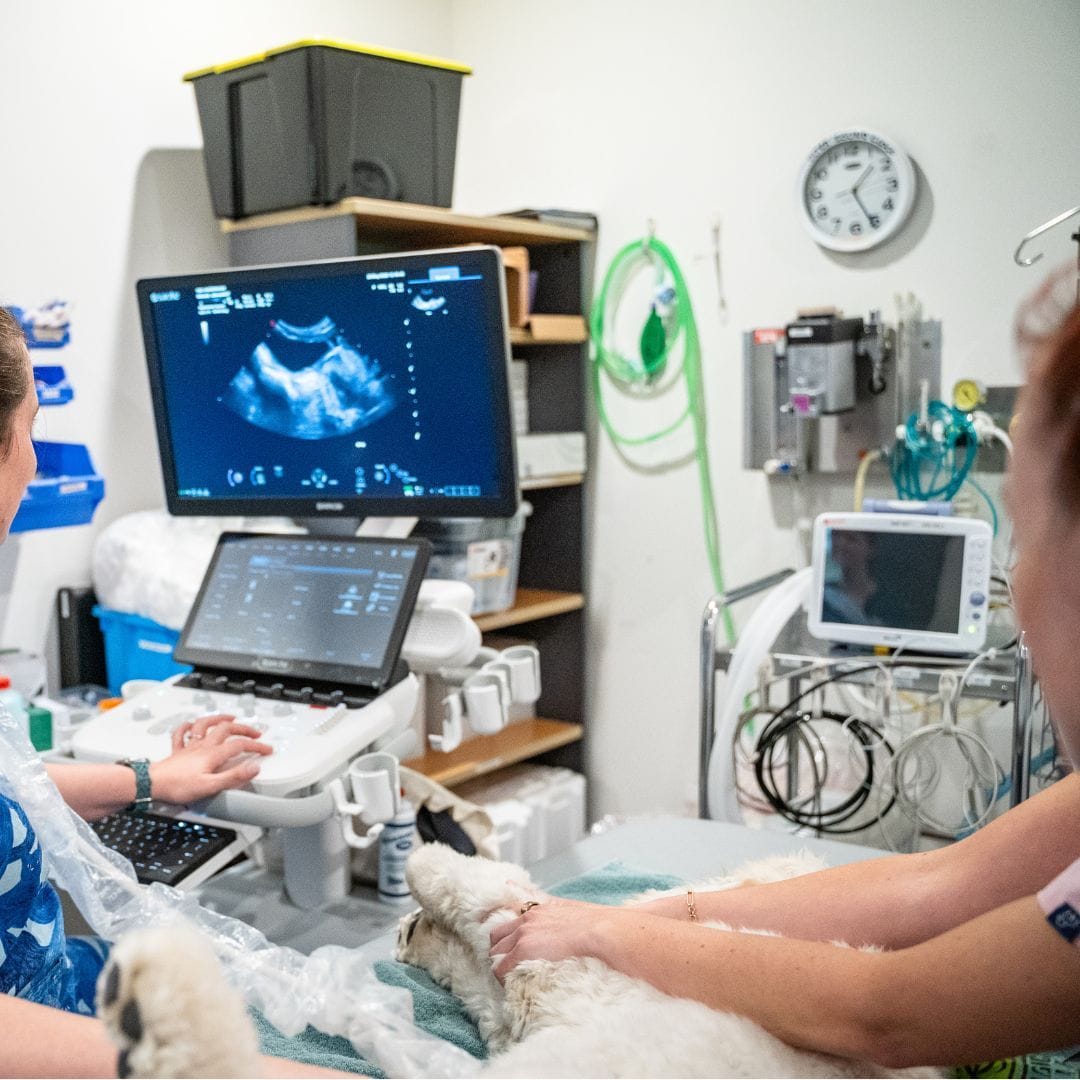 Outpatient Ultrasound for Veterinary Patients