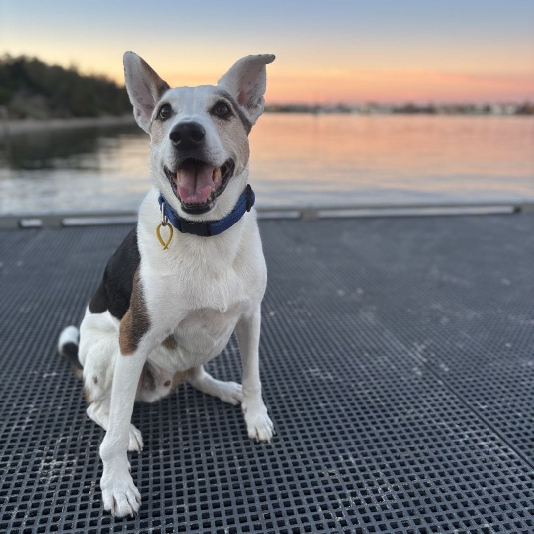 Spontaneous Pneumothorax in Border Collie