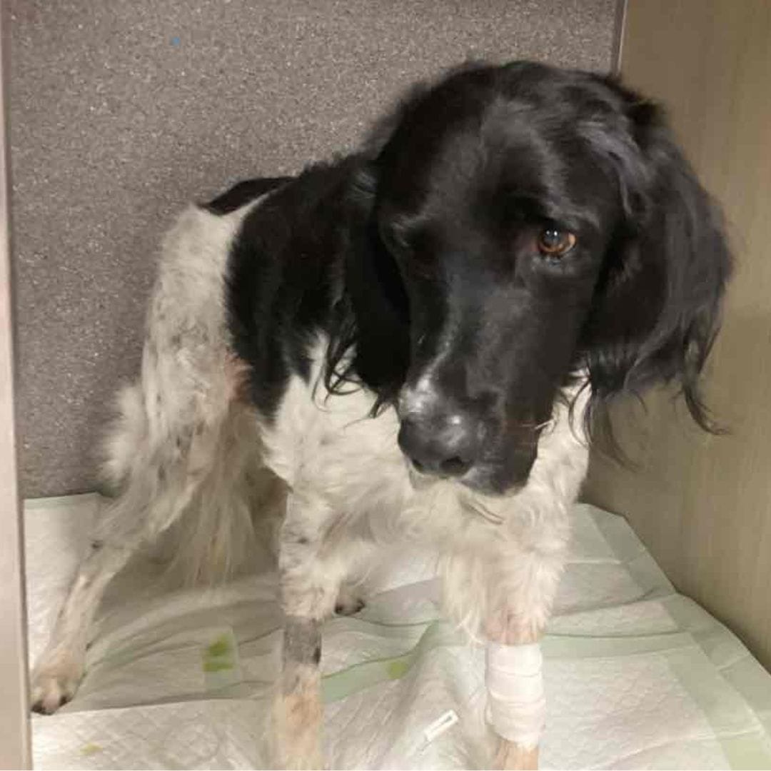Laparoscopic Liver Biopsy in Munsterlander Dog