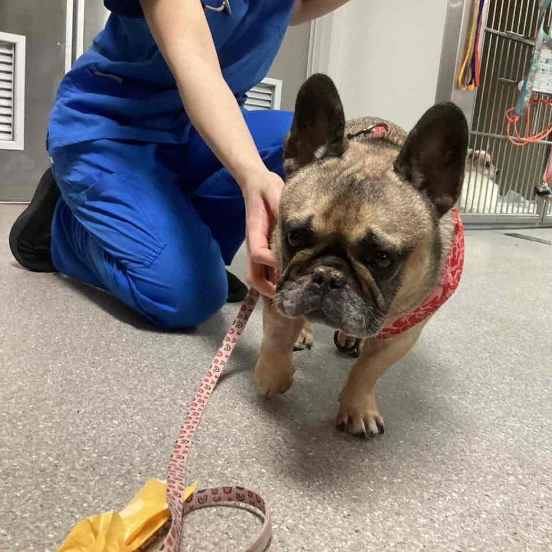 Intervertebral Disc Disease (IVDD) in French Bulldog