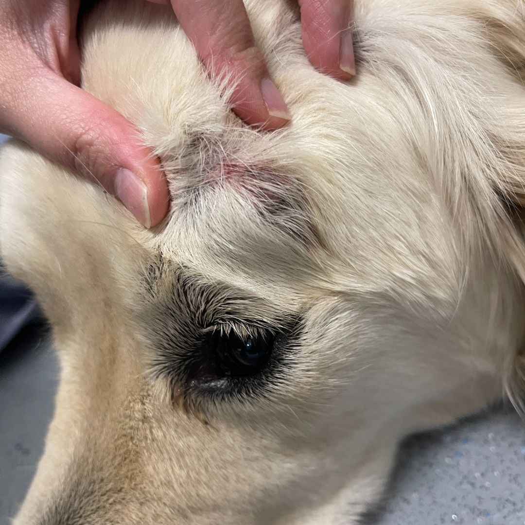 Mast Cell Tumour in Golden Retriever
