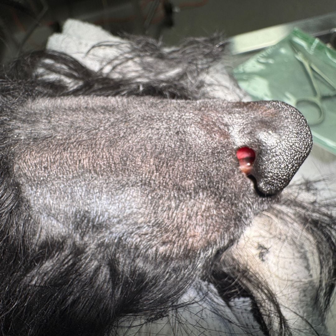 Case Study: Stella the Scottish Terrier