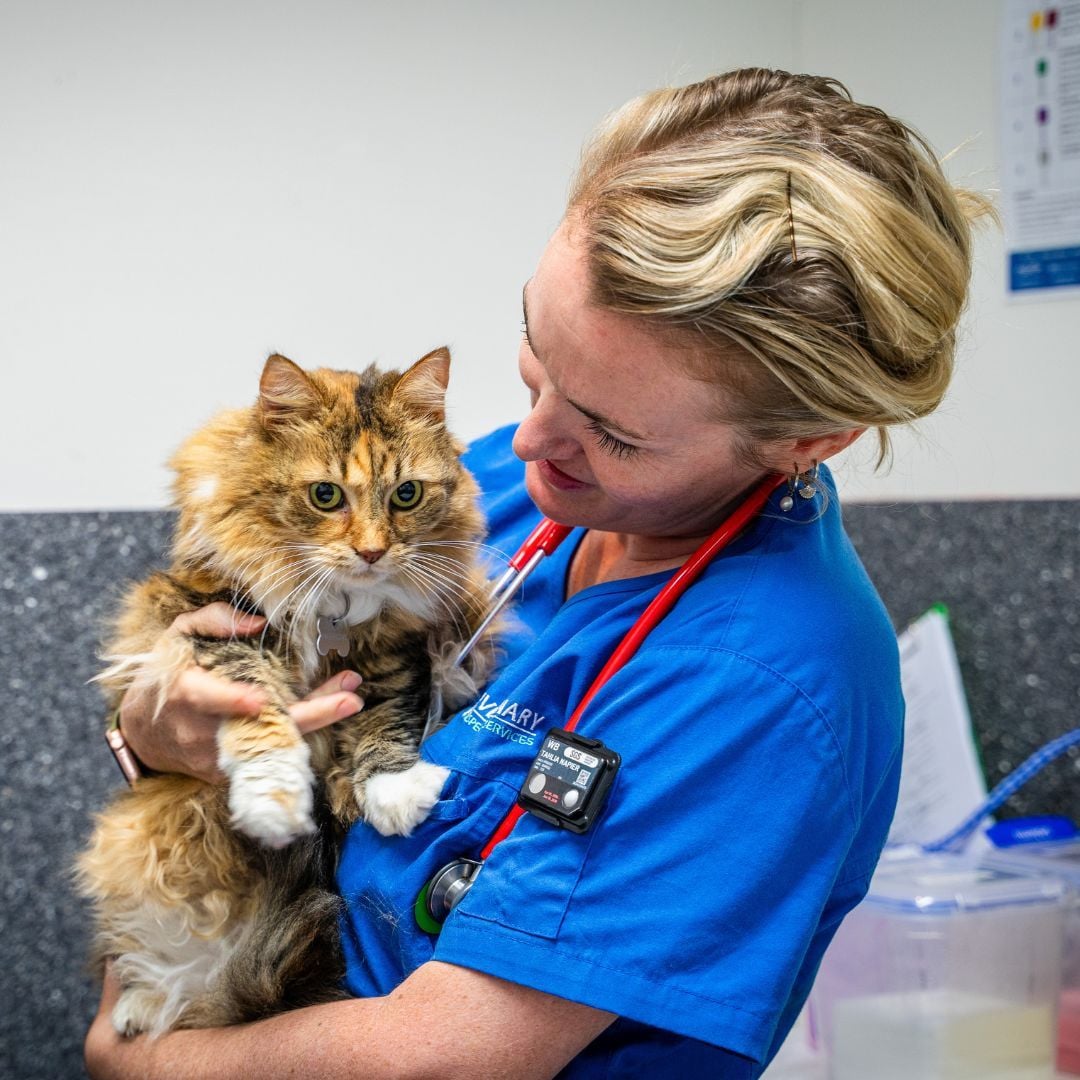 Feline Urinary Blockages