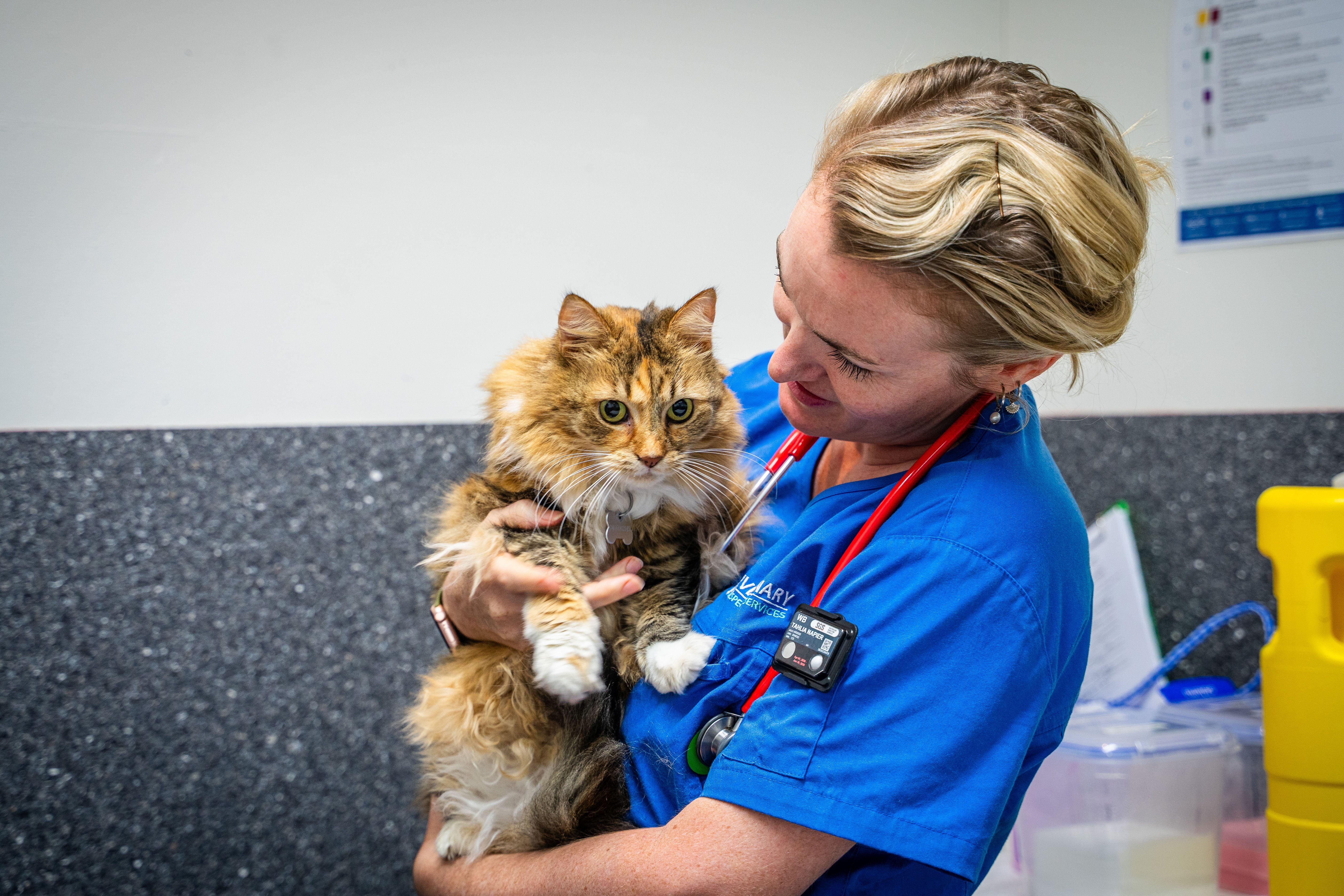 Feline Urinary Blockages