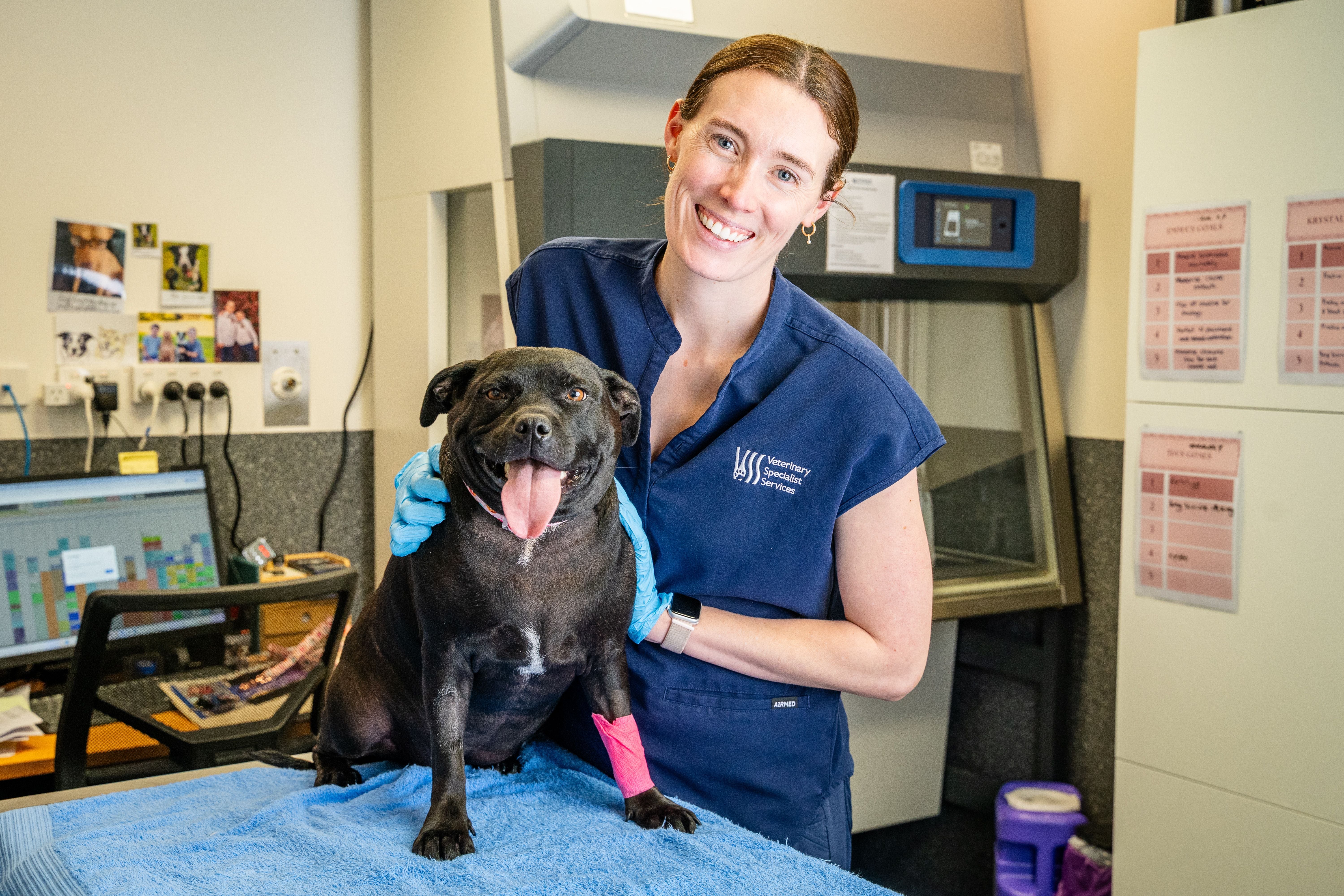 Chemotherapy in Pets