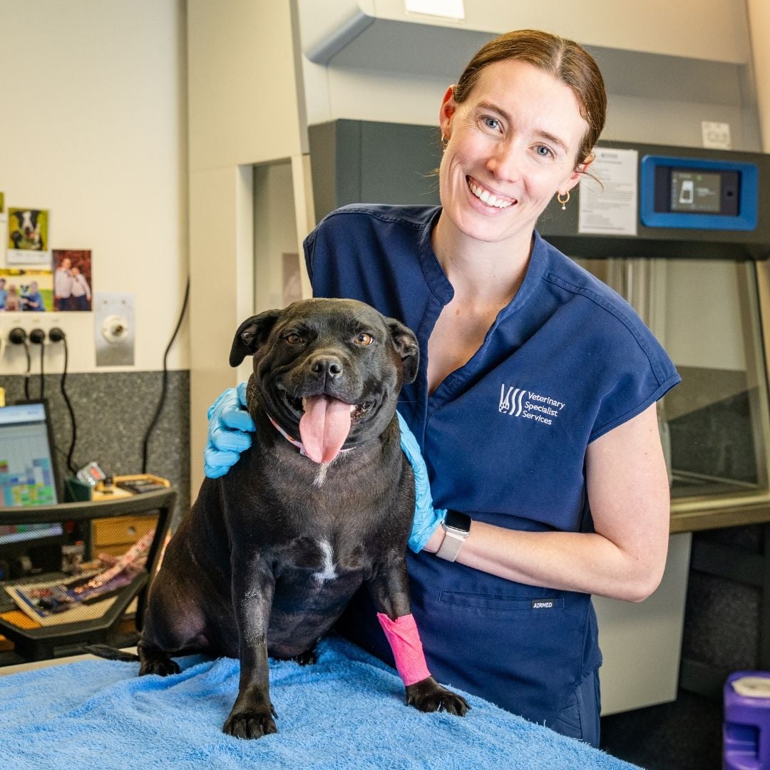Chemotherapy in Pets