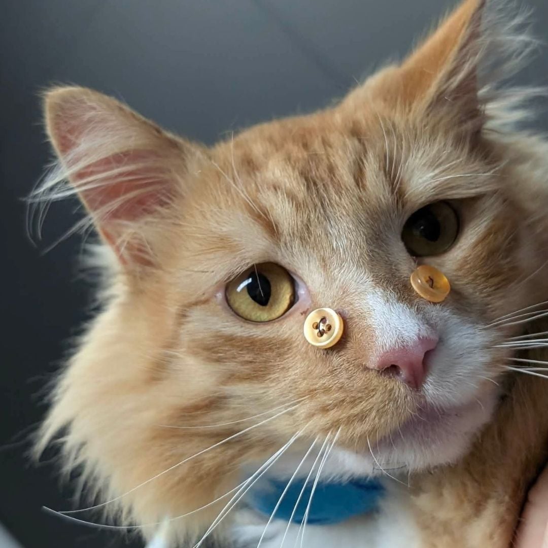 How a Missing Cat Overcame Complex Facial Trauma