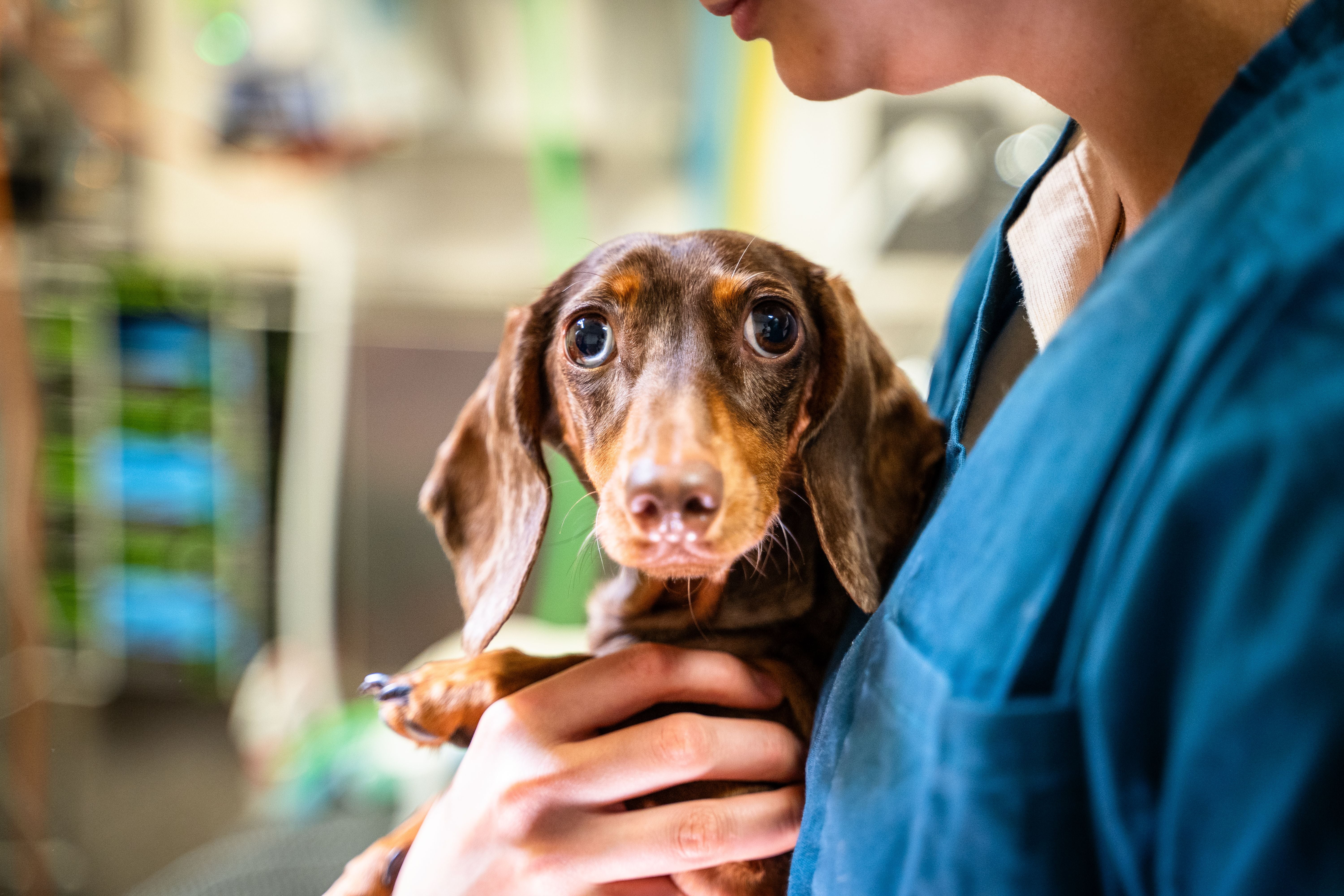 Xylitol Toxicity in Dogs