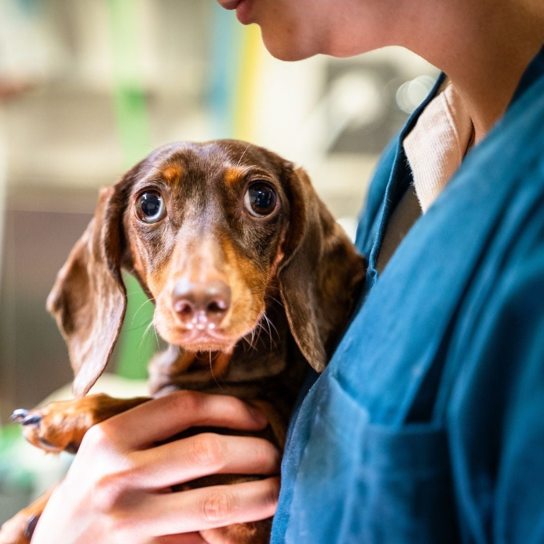 Xylitol Toxicity in Dogs
