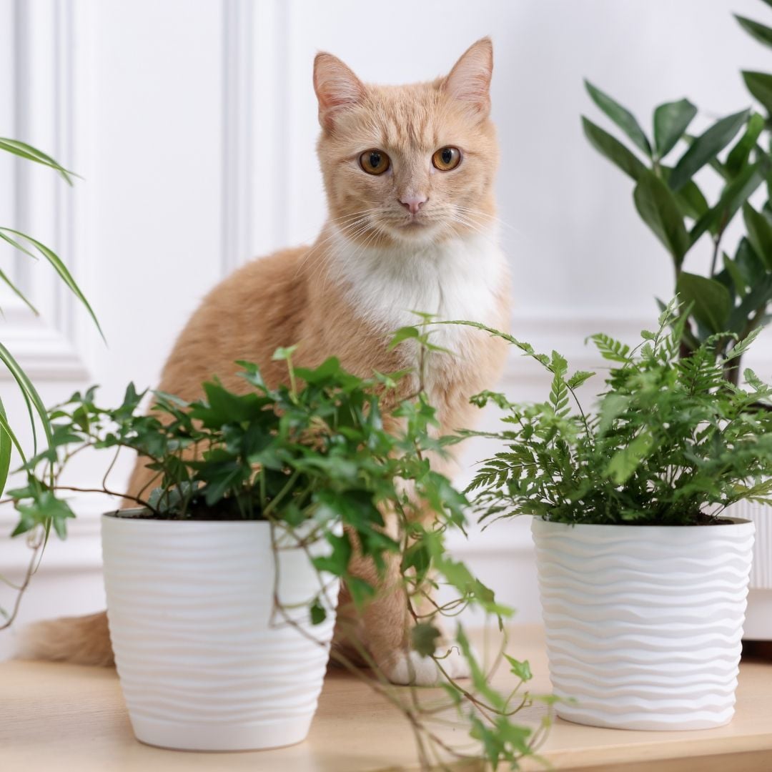 Toxic Plants and Our Pets Toxic Plants and Our Pets