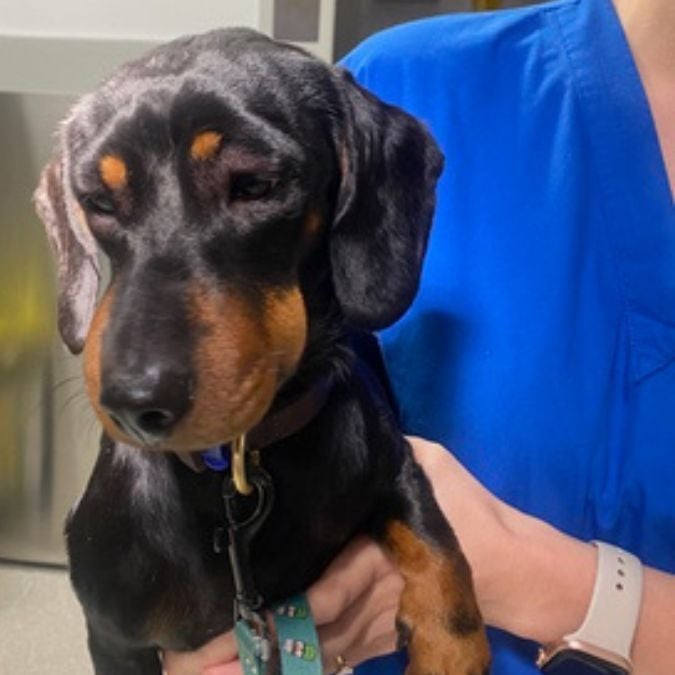 Bee Stings and Insect Bites in Pets