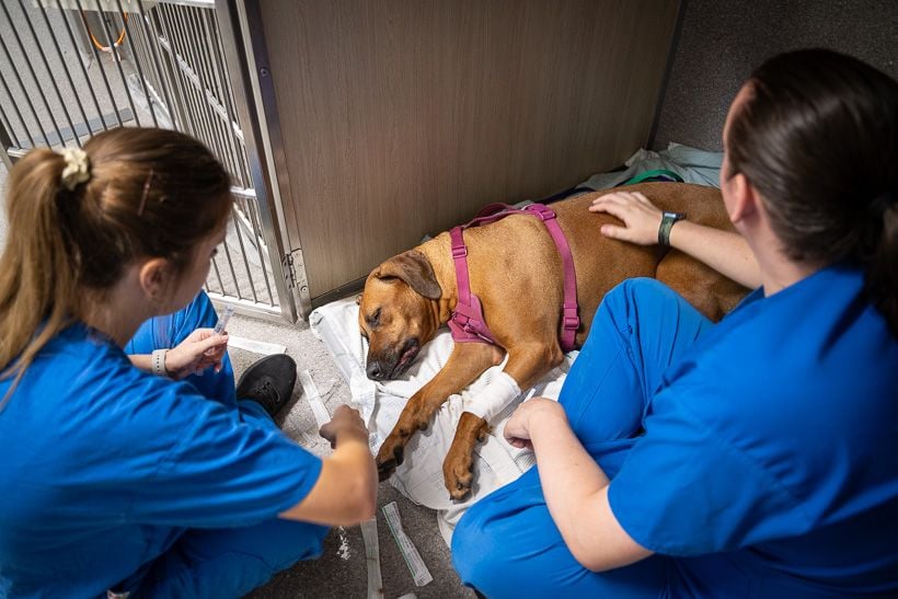 jindalee-veterinary-hospital-dog-recovery-care