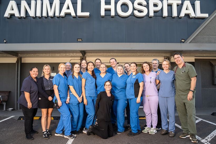 jindalee-veterinary-hospital-full-veterinary-team