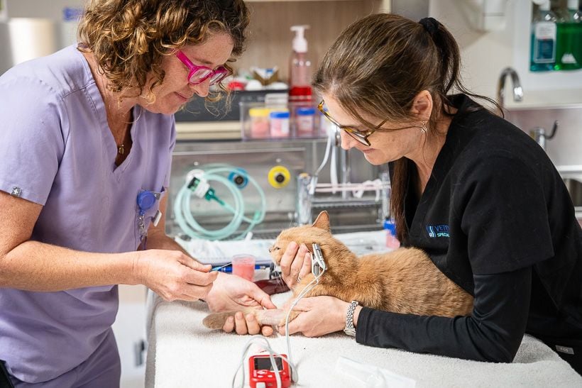 jindalee-veterinary-hospital-cat-monitoring-treatment