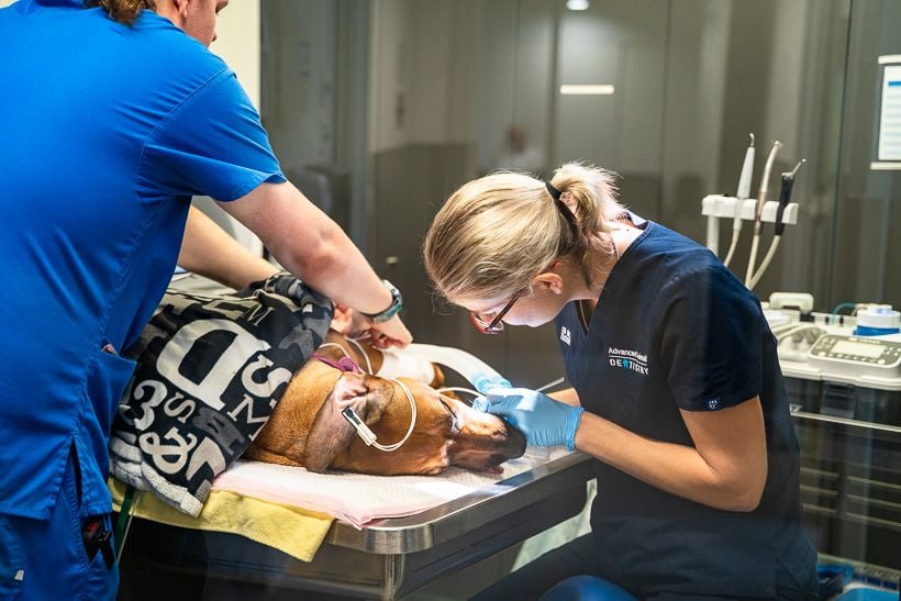 jindalee-veterinary-hospital-dog-dental-cleaning