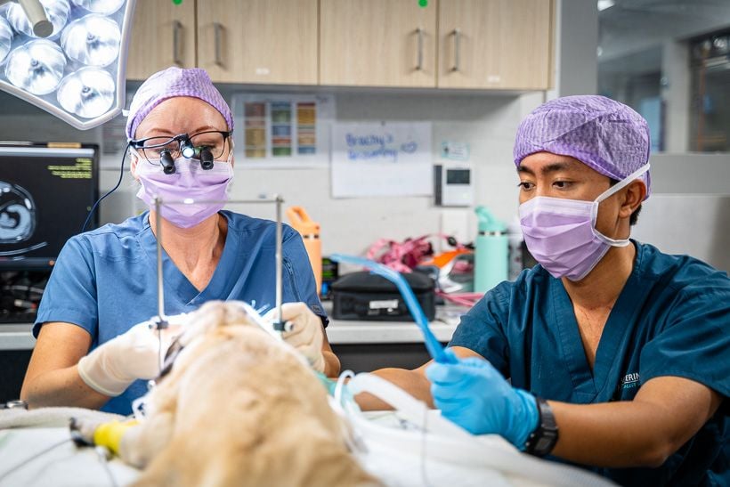 jindalee-veterinary-hospital-veterinary-surgery-team