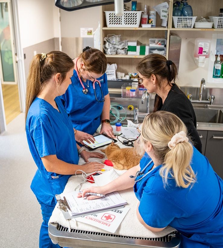 jindalee-veterinary-hospital-vet-team-treatment-discussion