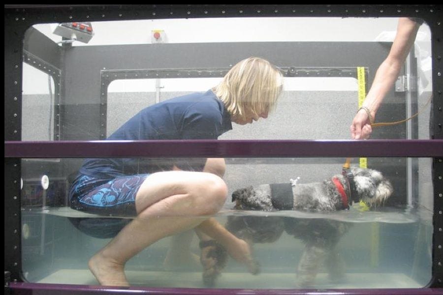 Physiotherapist using underwater treadmill for injured dog