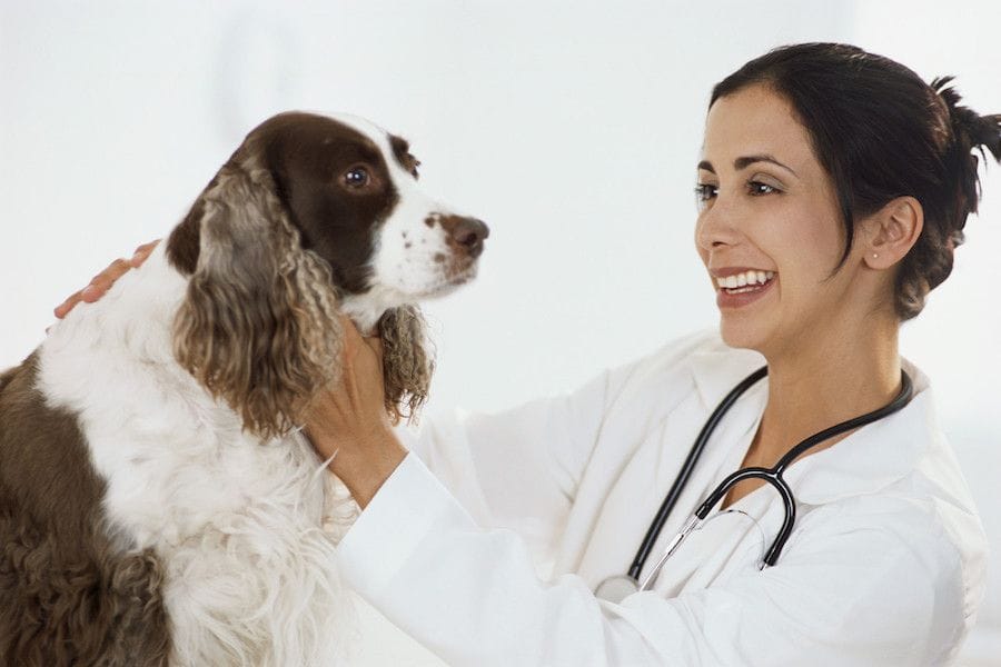 Dog resources | Veterinary Specialist Services