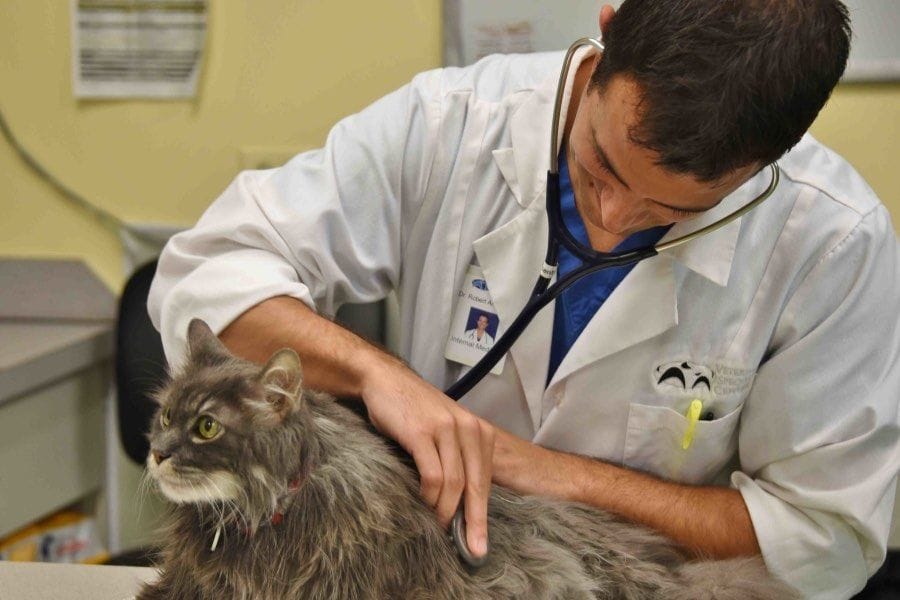 Cats with asthma and bronchitis