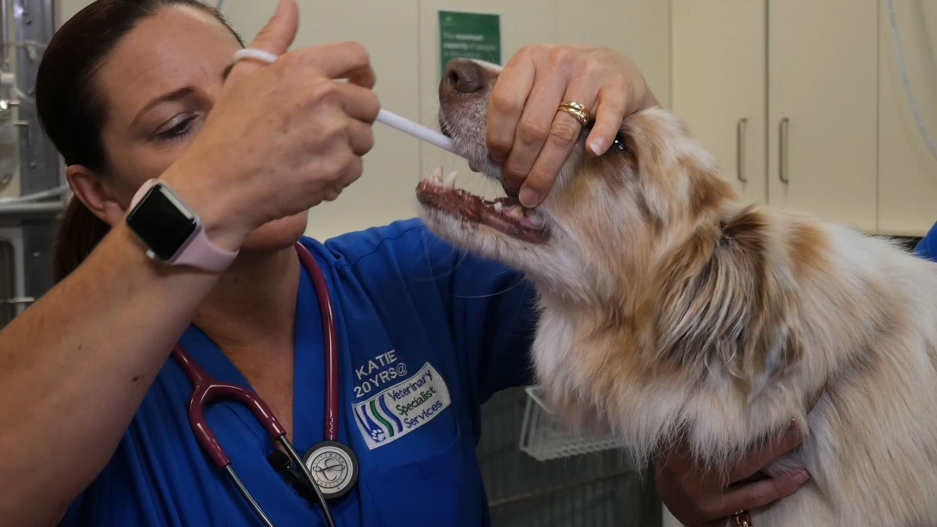 Administering a pill to a dog